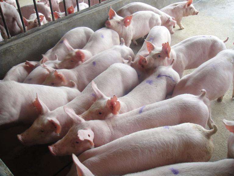 农业农村部：全面开展生猪产品流通检测